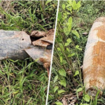 Colombia y Ecuador rebajan tensiones por bomba en frontera y acuerdan investigación conjunta