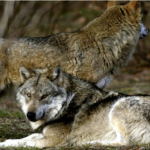 Mujer es atacada por un lobo en una zona comercial en Hamburgo: Animal la mordió en el rostro