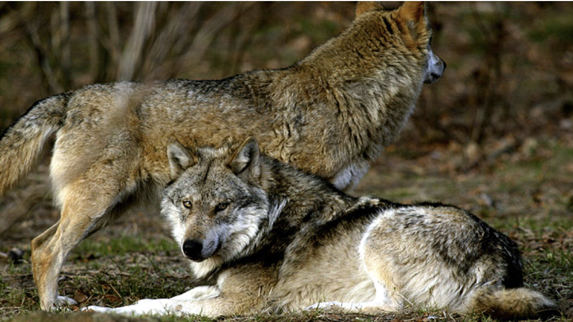 Screen Shot 2026-03-31 at 10.00.12 AM