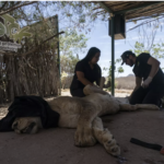 Tigres, jaguares o elefantes también huyen de la violencia de los cárteles en el noroeste de México