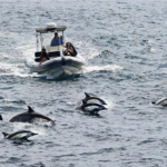 Ballenas, delfines y aves en peligro por ola de calor marina en EEUU