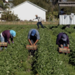 El temor a ICE ya cambia la vida en el campo: trabajadores evitan médicos y compras