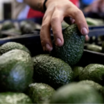 ¿Qué pasa con el aguacate en México? EE.UU. podría frenar su exportación tras suspender inspecciones en Michoacán