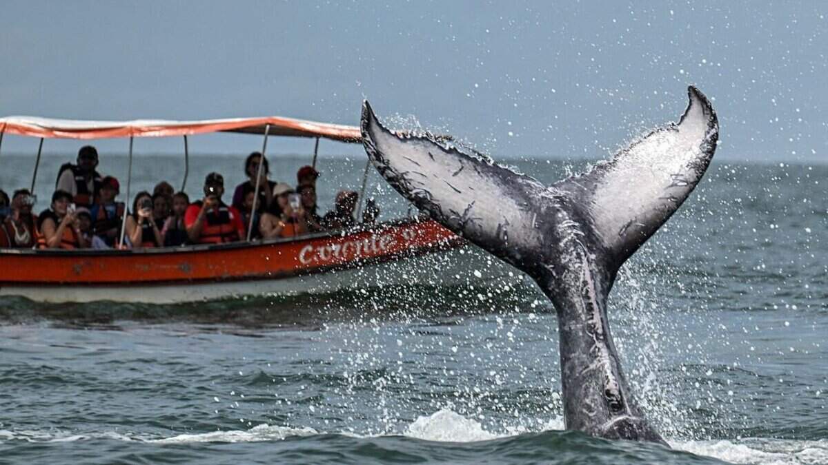 TOPSHOT-COLOMBIA-CULTURE-FESTIVAL-MARIMBA-WHALE
