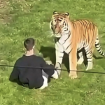 Hombre muere tras ingresar al recinto de tigres en un zoológico de Reino Unido y ser atacado por uno de los animales